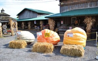 It’s the Annual World Pumpkin Weigh-off at the Great Pumpkin Farm This Weekend!