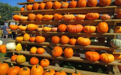 The Final Weekend of the Great Pumpkin Farm’s Fall Festival is FREE Admission!
